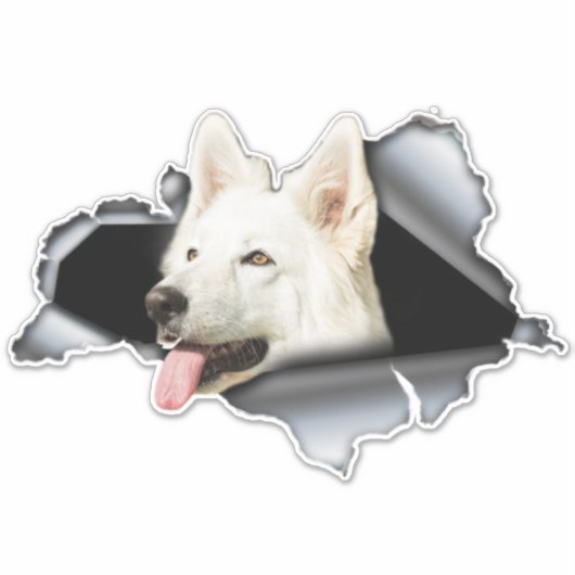 Witte Pommeren sticker, autoval, Pommeren Sticker (Voorkant)