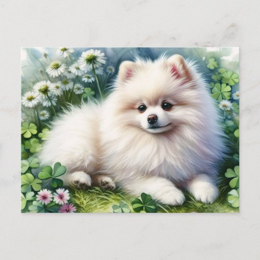 Witte Pommerse Hondenklaverveld Waterverf Briefkaart (Voorkant)