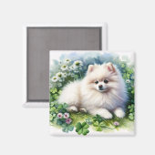 Witte Pommerse Hondenklaverveld Waterverf Magneet (Voorkant / Achterkant)