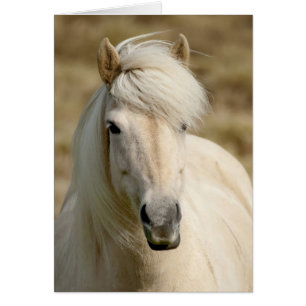 Witte Pony