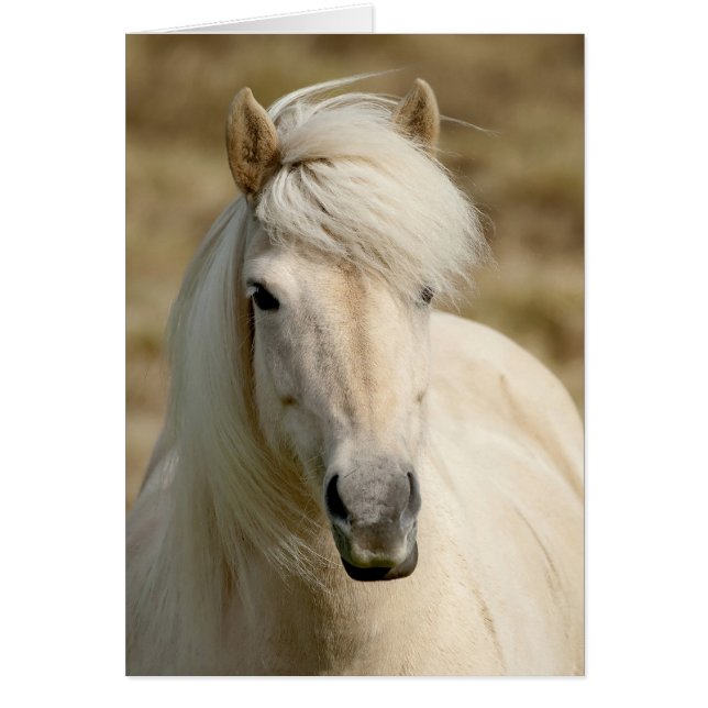 Witte Pony (Voorkant)