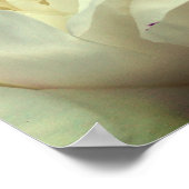 Witte pony-bloem dicht bij elkaar poster (Hoek)