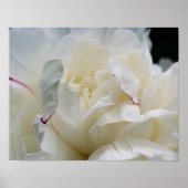 Witte pony-bloem poster (Voorkant)