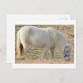 Witte Pony Briefkaart (Voorkant / Achterkant)