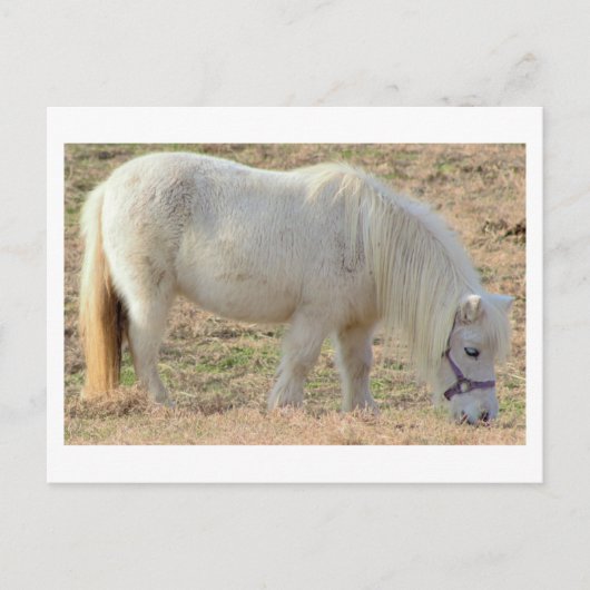 Witte Pony Briefkaart (Voorkant)
