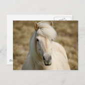 Witte Pony Briefkaart (Voorkant / Achterkant)