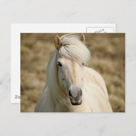 Witte Pony Briefkaart (Voorkant / Achterkant)