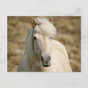 Witte Pony Briefkaart