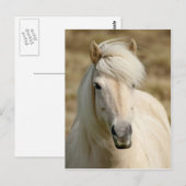 Witte Pony Briefkaart (Voorkant / Achterkant)