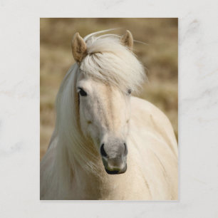 Witte Pony Briefkaart