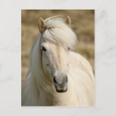 Witte Pony Briefkaart (Voorkant)