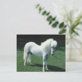Witte Pony Briefkaart (Staand voorkant)