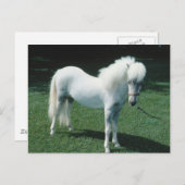 Witte Pony Briefkaart (Voorkant / Achterkant)
