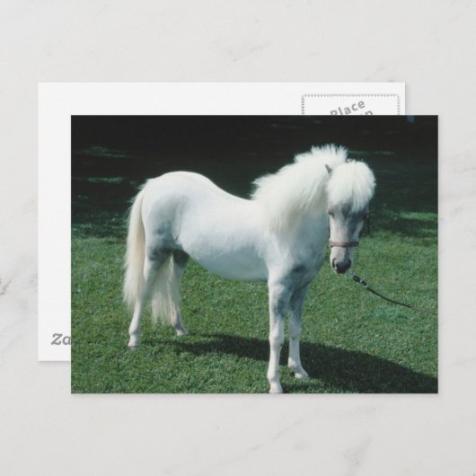 Witte Pony Briefkaart (Voorkant / Achterkant)