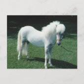 Witte Pony Briefkaart (Voorkant)