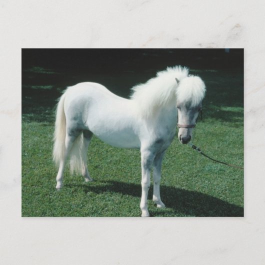 Witte Pony Briefkaart (Voorkant)