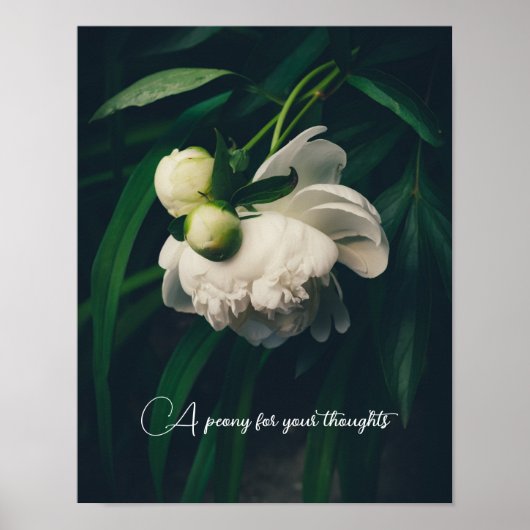 Witte pony poster (Voorkant)