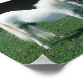 Witte Pony Poster (Hoek)