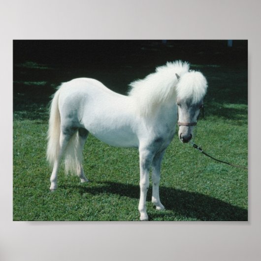Witte Pony Poster (Voorkant)