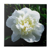 Witte pony tegeltje (Voorkant)