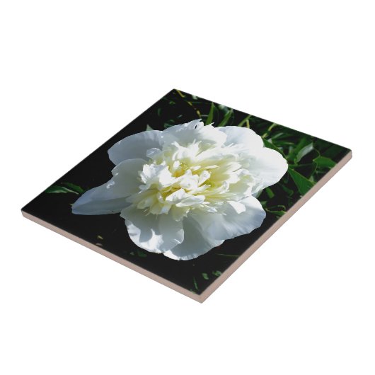 Witte pony tegeltje (Zijkant)