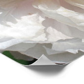 Witte pony-ventilatoren met stuifmeel poster (Hoek)