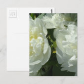 Witte pony's briefkaart (Voorkant / Achterkant)