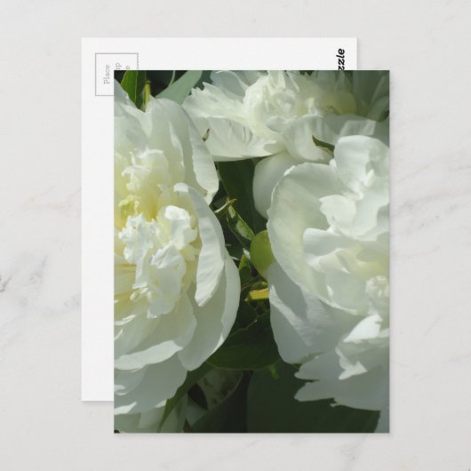 Witte pony's briefkaart (Voorkant / Achterkant)