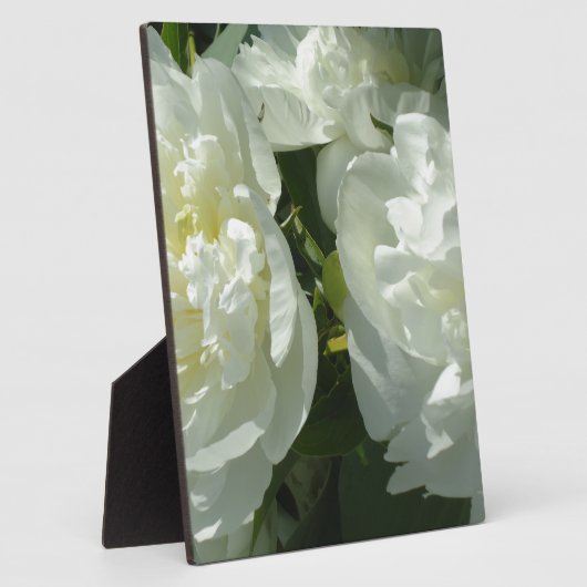 Witte pony's fotoplaat (Zijkant)