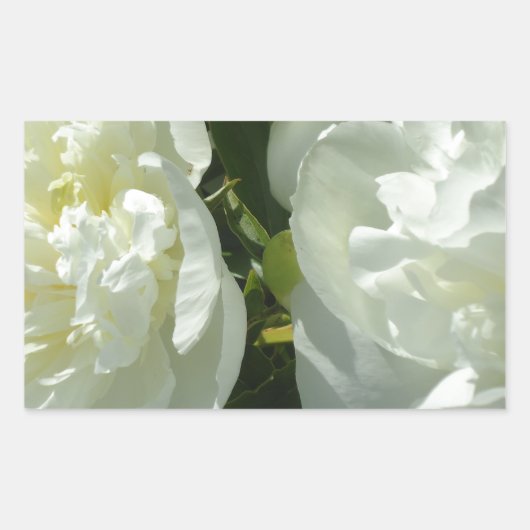 Witte pony's rechthoekige sticker (Voorkant)