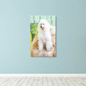 Witte Poodle Canvas Afdruk (Insitu (Houten vloer))