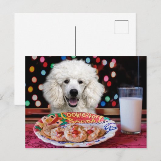 Witte Poodle Kerstmis Feestdagenkaart (Voorkant / Achterkant)
