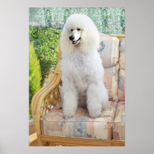 Witte Poodle Poster