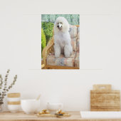 Witte Poodle Poster (Keuken)