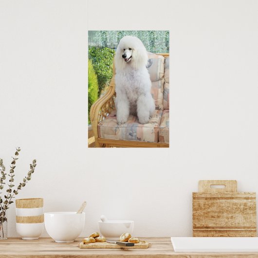 Witte Poodle Poster (Keuken)