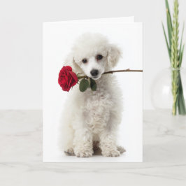Witte Poodlepuppy Valentijn – Zoete Liefde Kaart