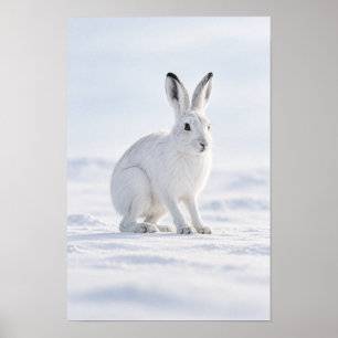 Witte Poolhaas in Besneeuwde Toendra Natuur Wand K Poster