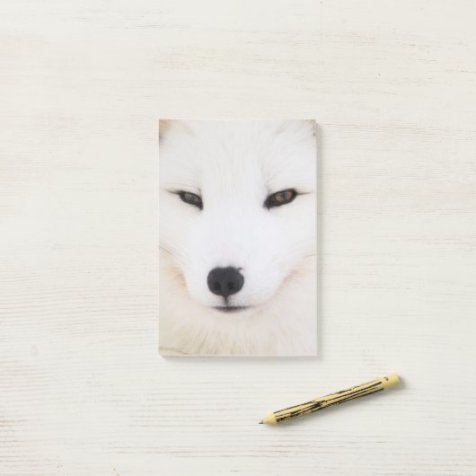 Witte poolvos in de sneeuw post-it® notes (Op bureau)