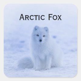 Witte poolvos in sneeuw wild vierkante sticker