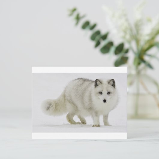 Witte poolvos mengt zich in sneeuw briefkaart (Staand voorkant)