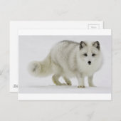 Witte poolvos mengt zich in sneeuw briefkaart (Voorkant / Achterkant)