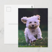 Witte porseleinkuif draaien briefkaart (Voorkant / Achterkant)