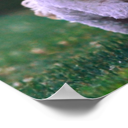 Witte porseleinkuif draaien poster (Hoek)