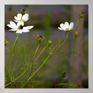 Witte Poster met Wilde Bloemen
