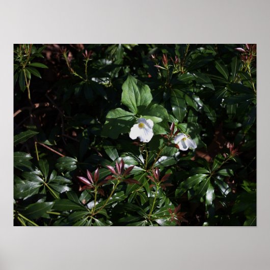 Witte Poster van wilde bloemen (Voorkant)