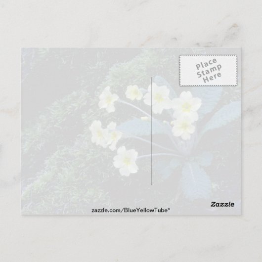 witte primrobloemen briefkaart (Achterkant)