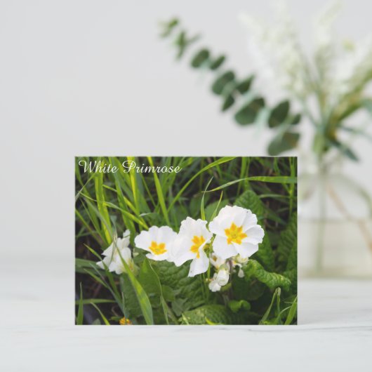 Witte primrose briefkaart (Staand voorkant)