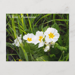Witte primrose briefkaart