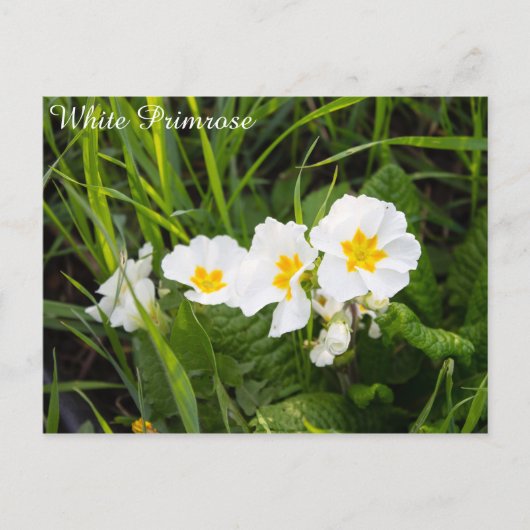 Witte primrose briefkaart (Voorkant)