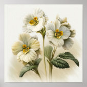 Witte Primrose Flowers Art Print Poster (Voorkant)
